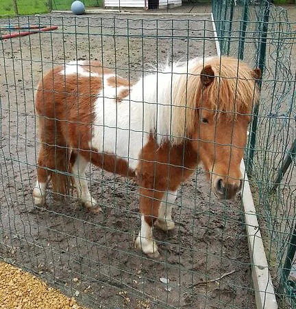 Le De Zoelie Сasa de vacaciones Chaineux